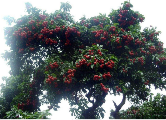 摘荔枝之新玩法, 欧姆龙继电器助您安全”攀爬”